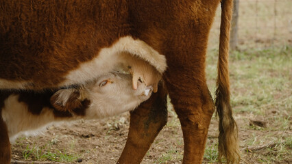 Hereford cow with calf nursing closeup, cattle nutrition with milk. © ccestep8