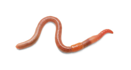 One earthworm isolated on white. Terrestrial invertebrates