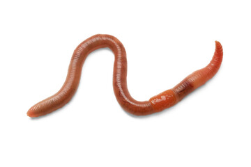 One earthworm isolated on white. Terrestrial invertebrates