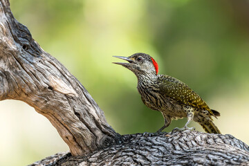 Golden-tailed Woodpecker (Campethera abingoni) female sitting in a tree in Kruger National Park in South Africa      