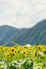 Fototapeta premium ひまわりの花畑