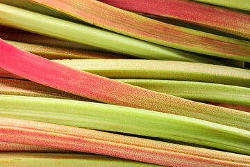 Many ripe rhubarb stalks as background, closeup