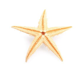 Beautiful sea star (starfish) isolated on white