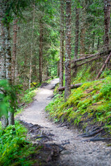 View from tourist walking in alpine forest on summer day. Hiker traveler hikking with beautiful forest landscape, Dolomites, Italy