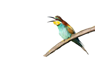 bee eater on branche isolated