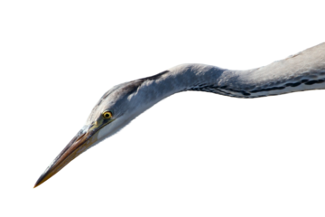 heron bird isolated