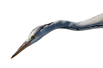 Foto op Plexiglas heron bird isolated © Andrii