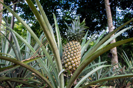 Fresh pineapple fruit on the tree in the garden    Organic cultivation of Asian tropical fruits
