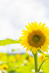 Fototapeta premium ひまわりの花畑