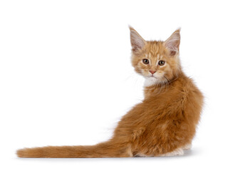 Cute red with white cat kitten, sitting backwards. Looking over shoulder towards camera. isolated on a white background.
