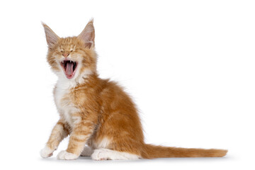 Cute red with white cat kitten, sitting side ways. Eyes closed and yawning showing tongue and...