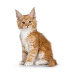 Cute red with white cat kitten, sitting side ways. Looking towards camera. Isolated on a white background.