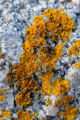 Obraz premium Denmark