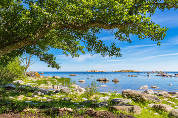Ostseeküste mit Felsen und Baum auf der Insel Sladö in Schweden
