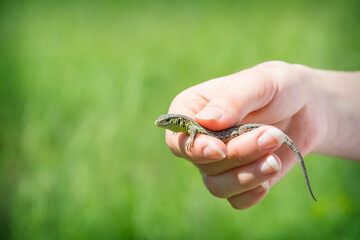 Lizard in the hand in summer in nature.