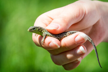 Lizard in the hand in summer in nature.