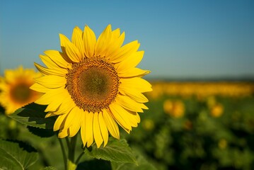 Field with growing sunflower in the sunny day
