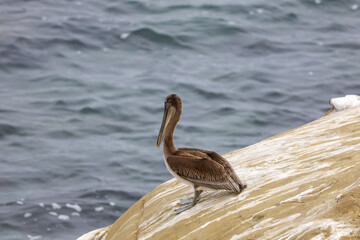 A juvenile brown pelican standing on the cliff of La Jolla in Southern California.