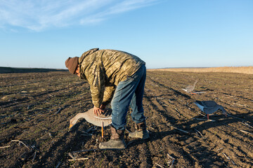 A mature hunter arranges stuffed decoy geese across the field