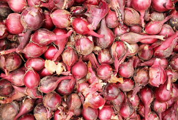 Onions on a vegetable bed in the garden