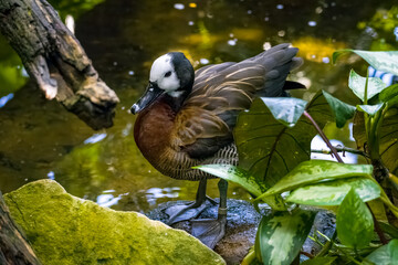 White-faced Whistling Duck in aviary at a zoo in Tennessee.