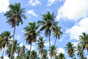 Obraz na płótnie Canvas palm trees and blue sky, palm trees against blue sky, palm trees on the background of blue sky, coconut trees, trees