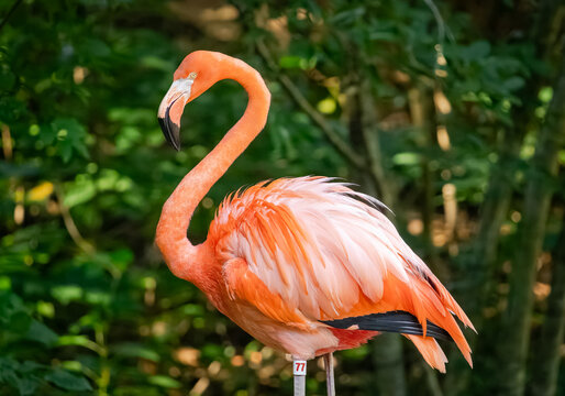 Caribbean Flamingo wading in a pond at a zoo in Tennessee.