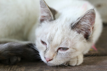 A white cat is sitting and going to sleep