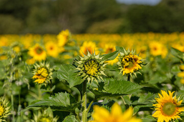 An abundance of sunflowers in summertime, with a shallow depth of field