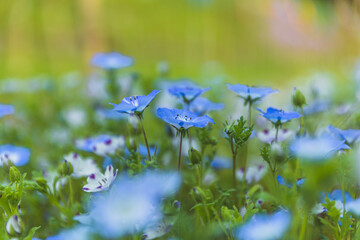 ネモフィラの群生