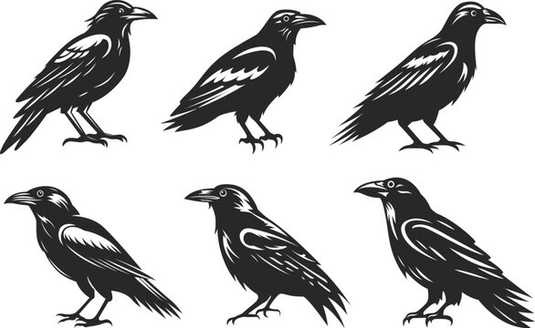 Сrow abstract character illustrations. Graphic birds design template for emblem. Image of raven.