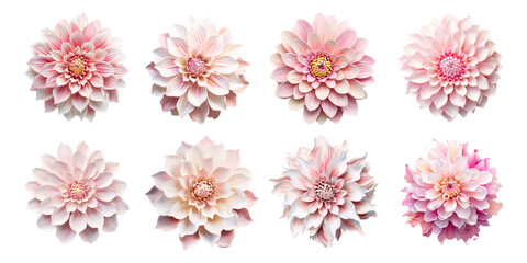 eight pink dahlias, flowers on a white background, vector images, 3d flowers, flowers for stickers, flower stickers set - obrazy, fototapety, plakaty