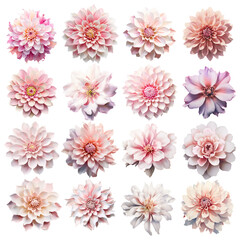 sixteen large pink flowers on white background, dahlia and clematis flowers, pink family flowers, pink beautiful flowers, flowers only, flowers for stickers, ai generative 
