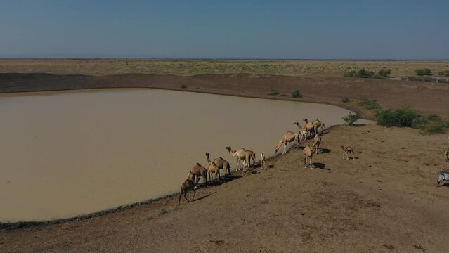 Aerial view of cows and camels drinking water in a lake Semera Ethiopia