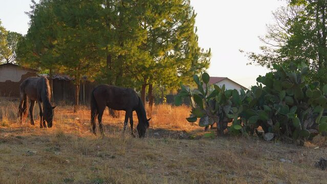 Caballos equinos comiendo pasto c&eacute;sped seco junto a gran &aacute;rbol en la granja en el campo pradera con nopales y una choza casa al fondo en la naturaleza en un hermoso atardecer al are libre en explanada