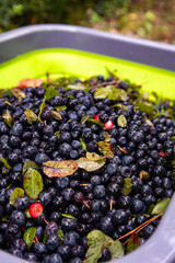 blueberries in a bowl