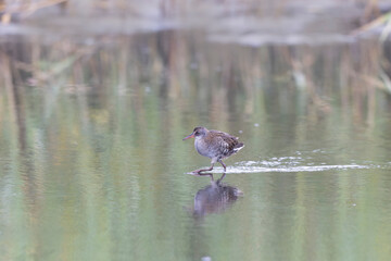 Water Rail Rallus aquaticus wading in a swamp in Brittany, France