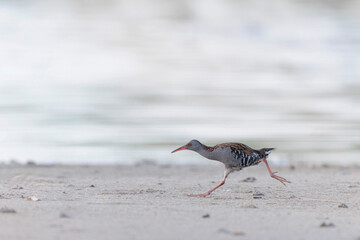Water Rail Rallus aquaticus wading in a swamp in Brittany, France