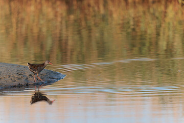 Water Rail Rallus aquaticus wading in a swamp in Brittany, France