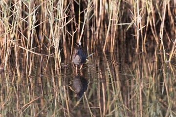 Water Rail Rallus aquaticus wading in a swamp in Brittany, France