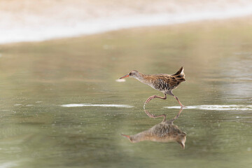 Water Rail Rallus aquaticus wading in a swamp in Brittany, France