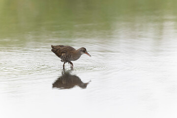 Water Rail Rallus aquaticus wading in a swamp in Brittany, France