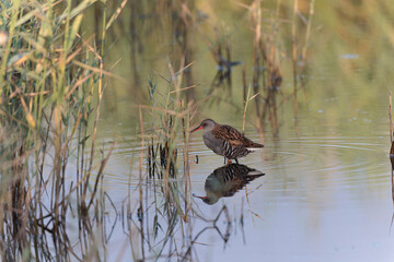 Water Rail Rallus aquaticus wading in a swamp in Brittany, France