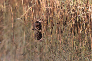 Water Rail Rallus aquaticus wading in a swamp in Brittany, France