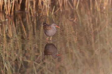 Water Rail Rallus aquaticus wading in a swamp in Brittany, France