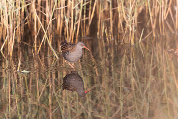 Water Rail Rallus aquaticus wading in a swamp in Brittany, France