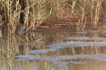 Water Rail Rallus aquaticus wading in a swamp in Brittany, France