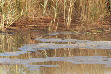 Water Rail Rallus aquaticus wading in a swamp in Brittany, France