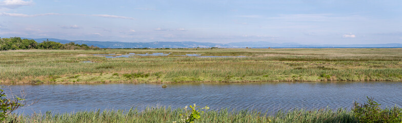 water canals and lush vegetation of lagoon at Caneo natural area, Grado, Friuli, Italy