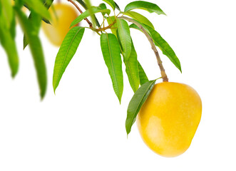 Ripe yellow Mango tropical fruit hanging on tree